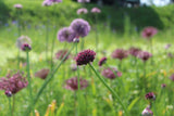 Allium (Alliaceae)