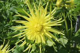 Dahlia, Cactus en Semicactus