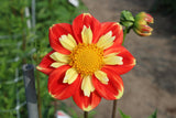 Dahlia, Collarette