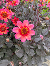 Dahlia, Single-flowered