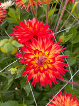 Dahlia 'Karma Bon Bini'