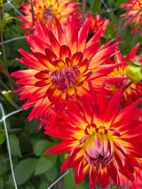 Dahlia 'Karma Bon Bini'