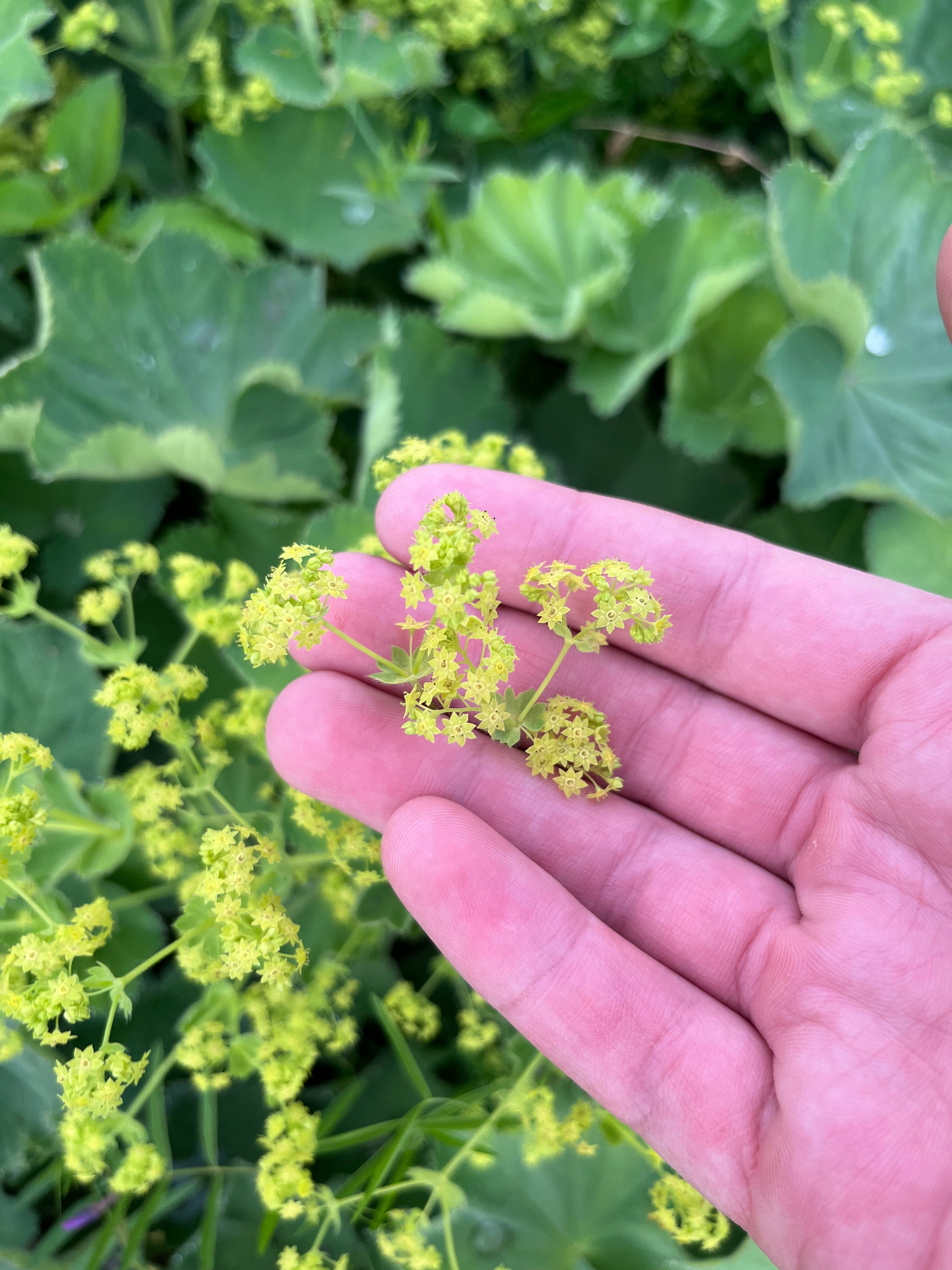 Alchemilla mollis