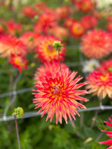 Dahlia 'Karma Bon Bini'