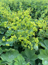 Alchemilla mollis