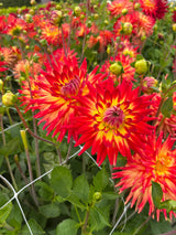 Dahlia 'Karma Bon Bini'