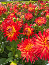 Dahlia 'Karma Bon Bini'