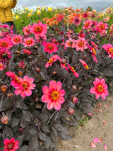 Dahlia 'Dahlegria Tricolore'