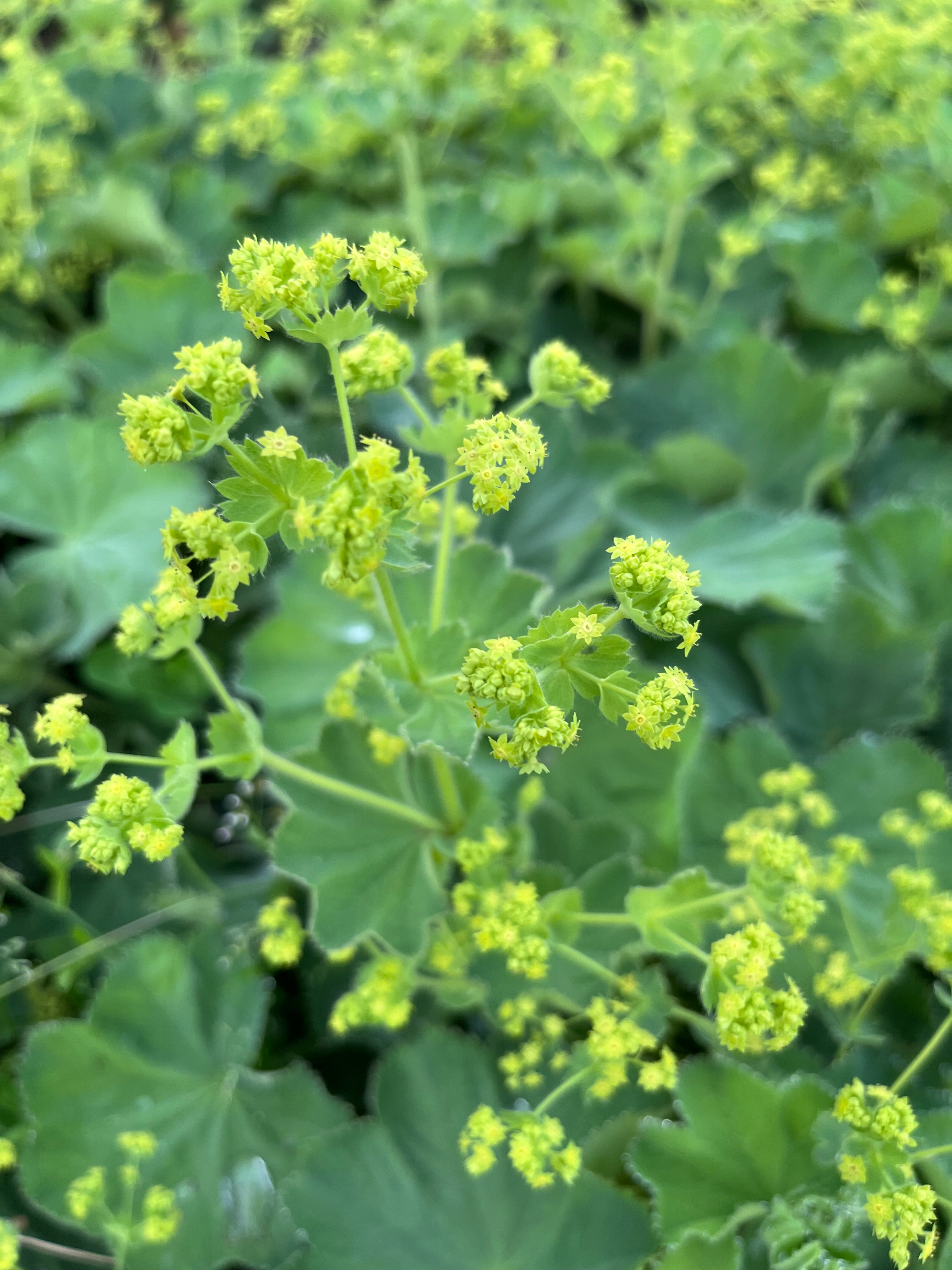 Alchemilla mollis