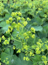 Alchemilla mollis