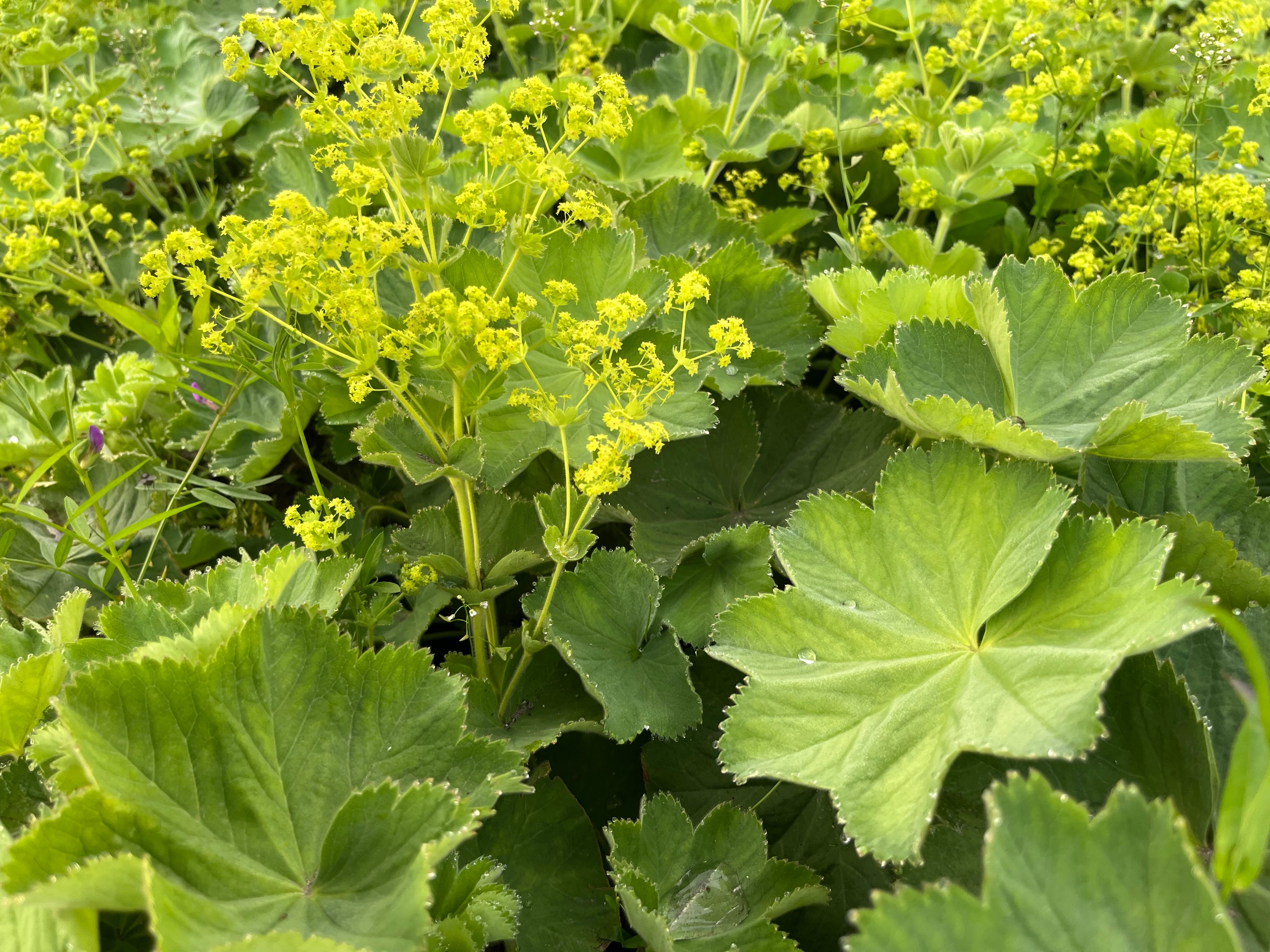 Alchemilla mollis