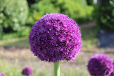 Allium 'Ambassador'