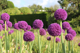 Allium 'Ambassador'