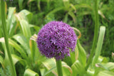 Allium 'Gladiator'