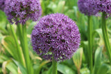 Allium 'Gladiator'