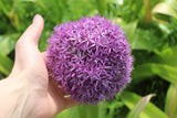 Allium 'Gladiator'