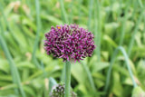 Allium 'Mercurius'