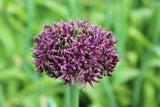 Allium 'Mercurius'