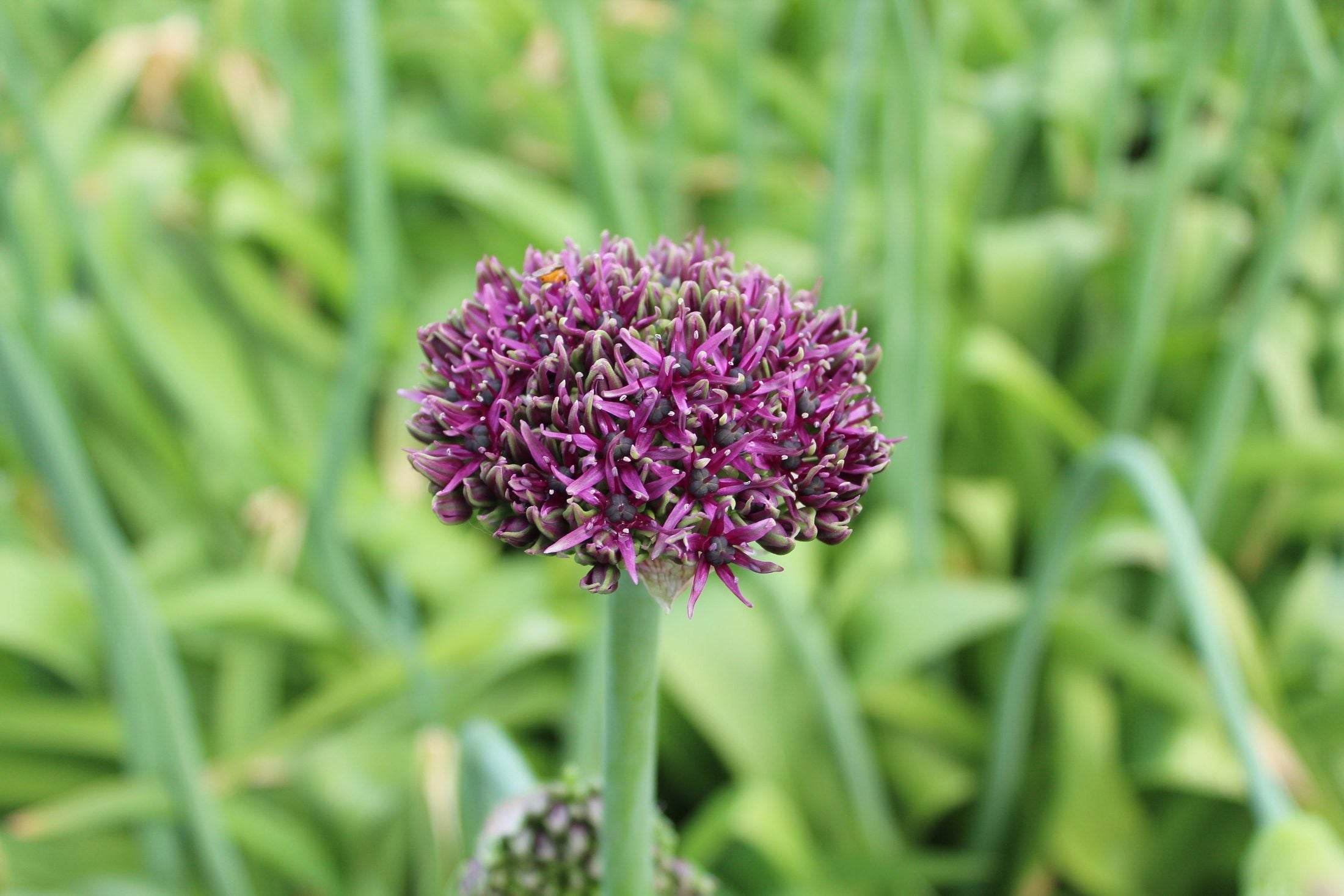 Allium 'Mercurius'