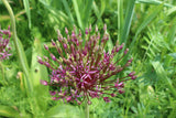 Allium 'Miami'