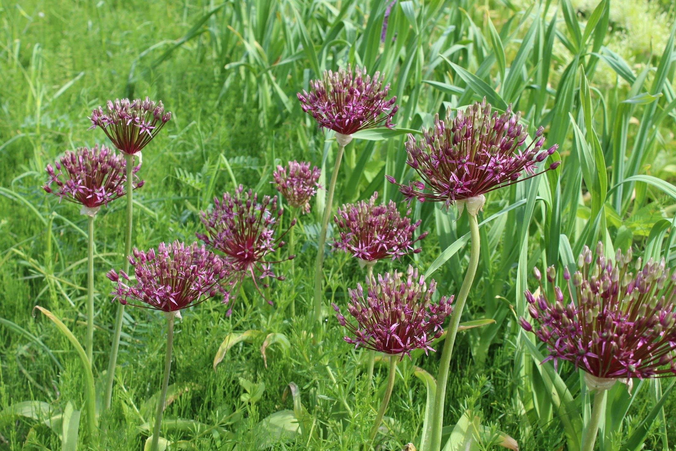 Allium 'Miami'