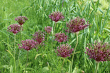 Allium 'Miami'