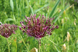 Allium 'Miami'