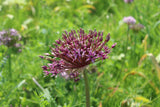 Allium 'Miami'