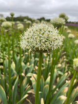 Allium 'Mount Everest'