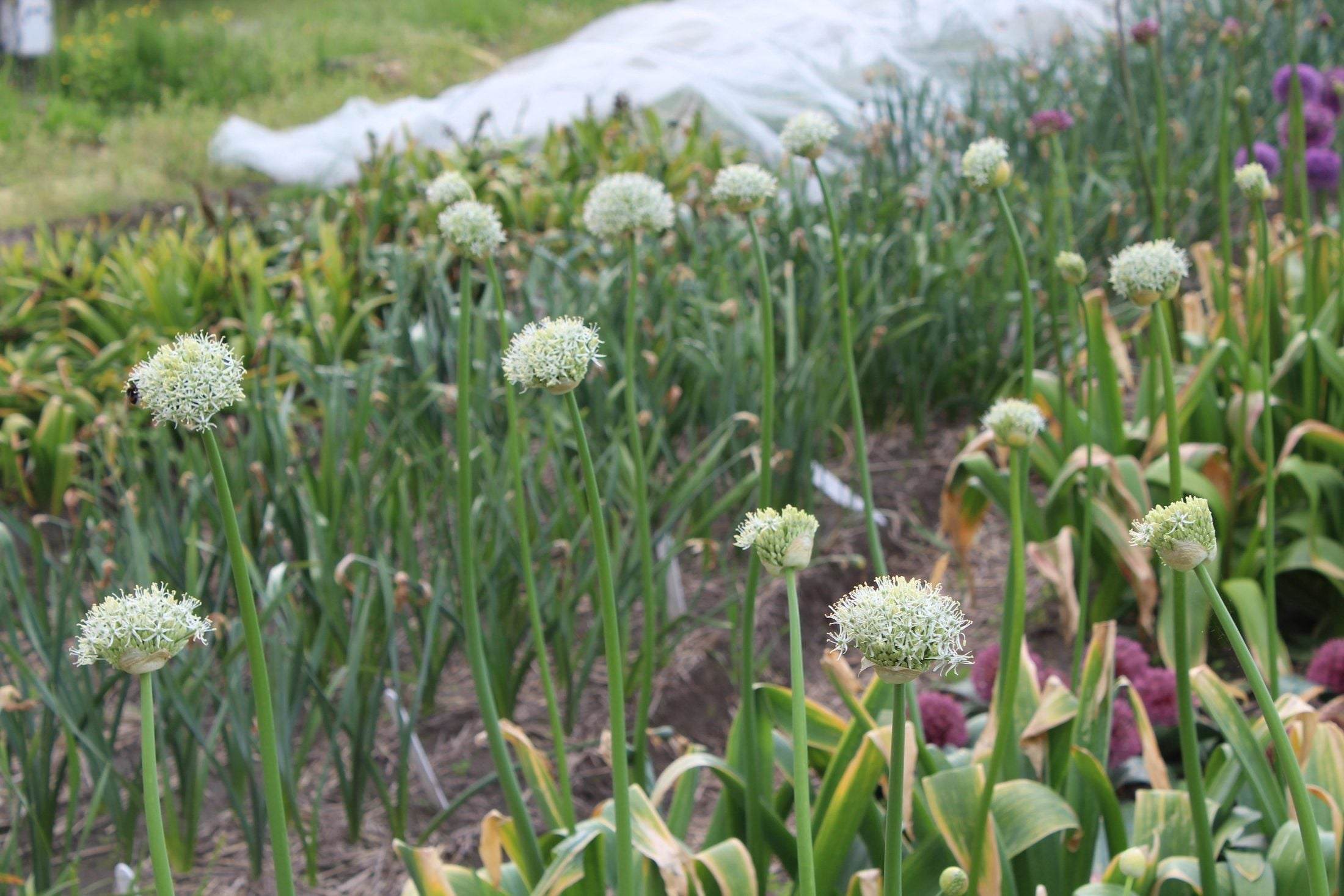 Allium 'Mount Everest'