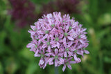 Allium 'New York'