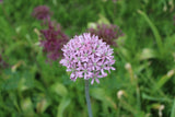 Allium 'New York'