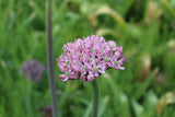 Allium 'New York'