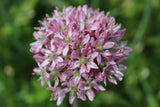 Allium 'New York'