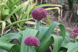 Allium 'Ostara'