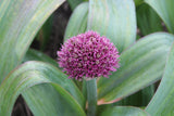 Allium 'Ostara'