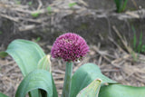 Allium 'Ostara'