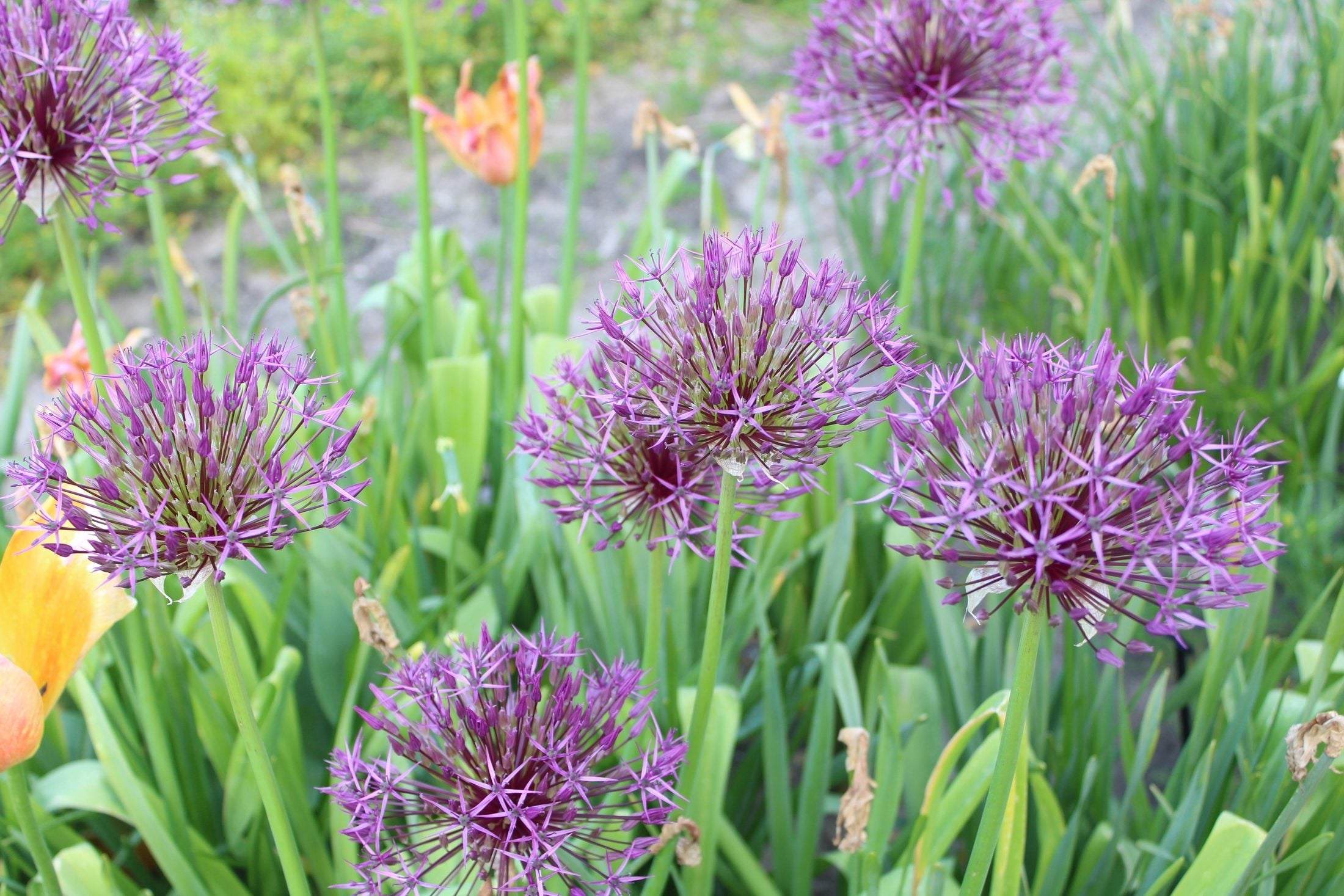 Allium 'Purple Rain'