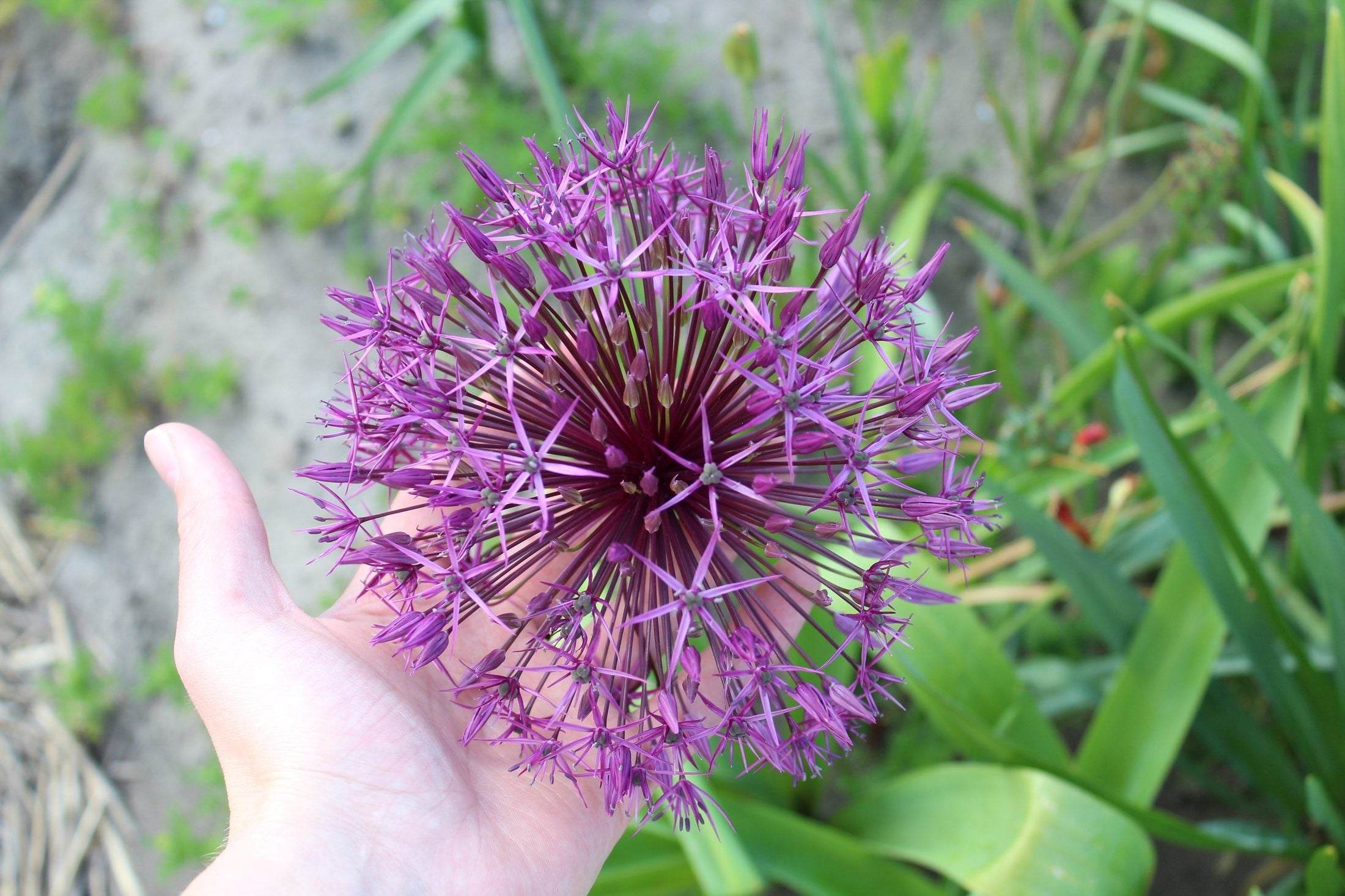 Allium 'Purple Rain'