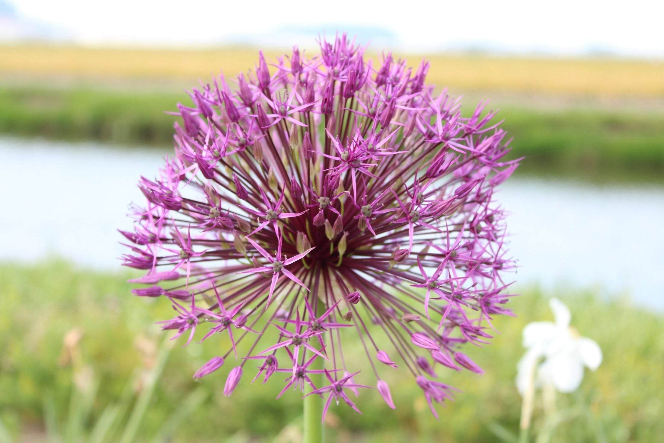 Allium 'Purple Rain'