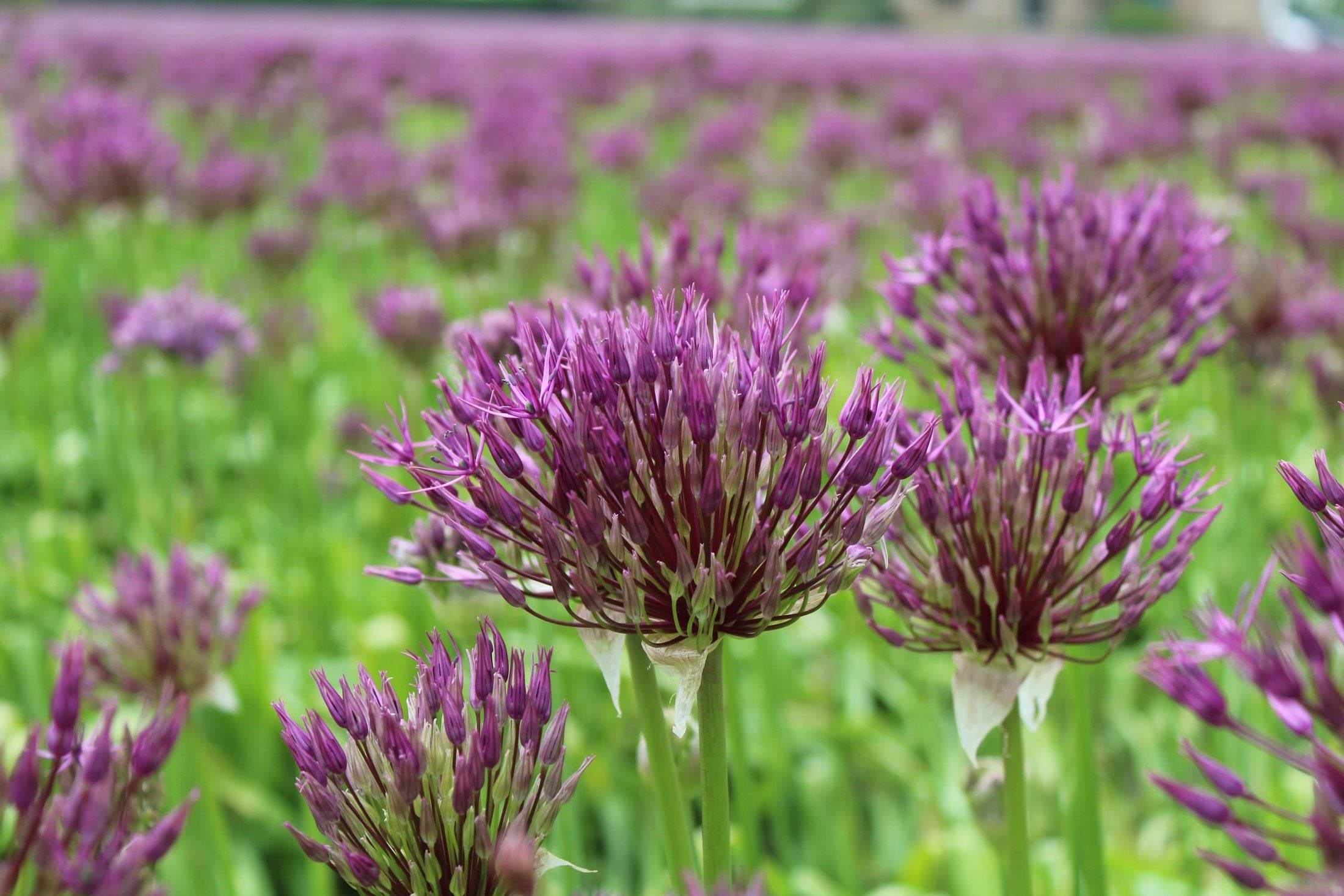 Allium 'Purple Rain'