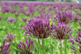 Allium 'Purple Rain'