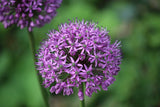 Allium 'Purple Sensation'