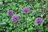 Allium 'Purple Sensation