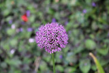 Allium 'Purple Sensation'