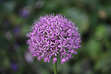 Allium 'Purple Sensation'