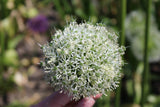 Allium 'White Giant'