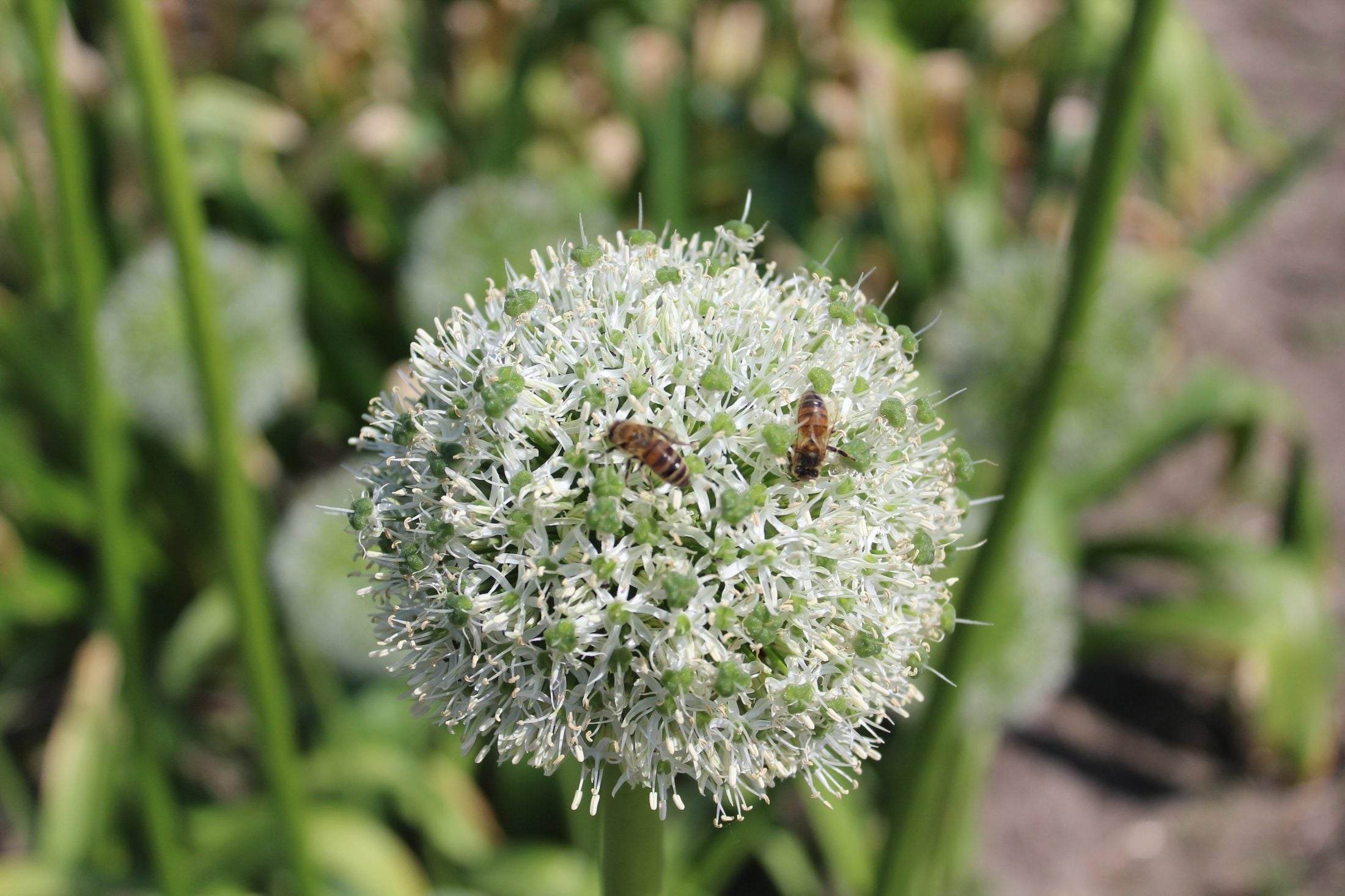 Allium 'White Giant'