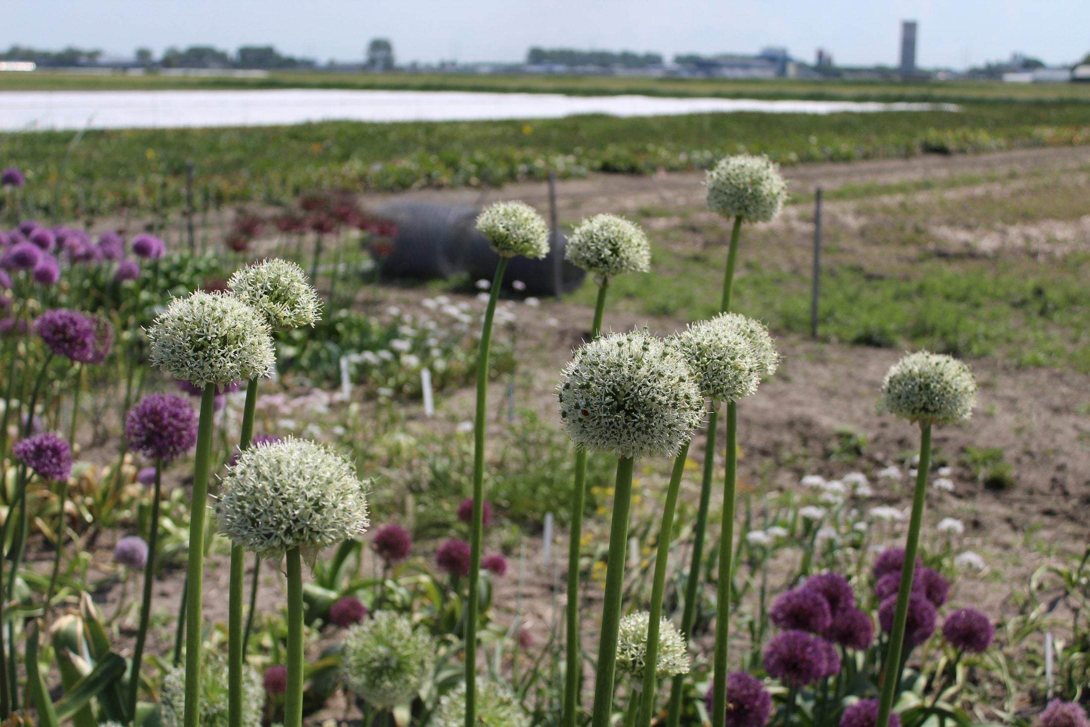 Allium 'White Giant'