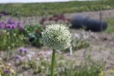 Allium 'White Giant'